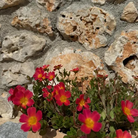 Sassi Di Fteri * Kardhakáta