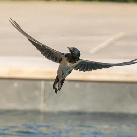 Sassi Di Fteri Kardhakáta