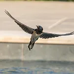 Sassi Di Fteri Kardhakata